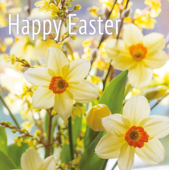 Easter Card - Daffodils and Forsythia (pack of 5)