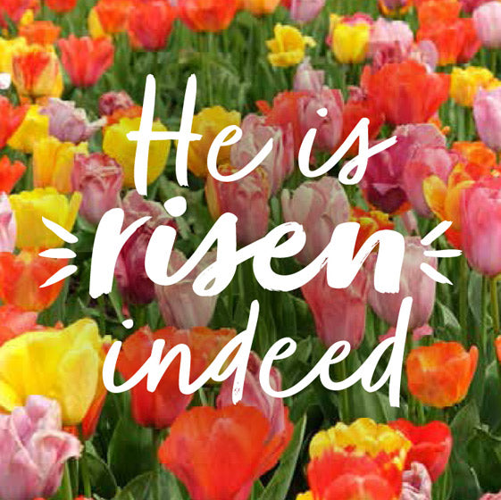 Compassion Charity Easter Cards - Tulips/He Is Risen Indeed